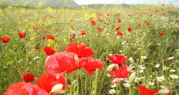 	طبیعت زیبای شهرستان جوانرود در چهار فصل سال 