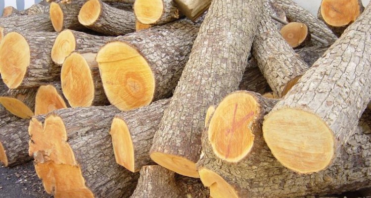 	دشنه سودجویان ریه های یک شهر را پاره کرد/ جنایت زیست محیطی این بار در سرپلذهاب + تصاویر 