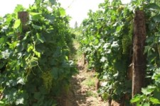 	افتتاح چند طرح کشاورزی همزمان با دهه فجر در استان کرمانشاه 