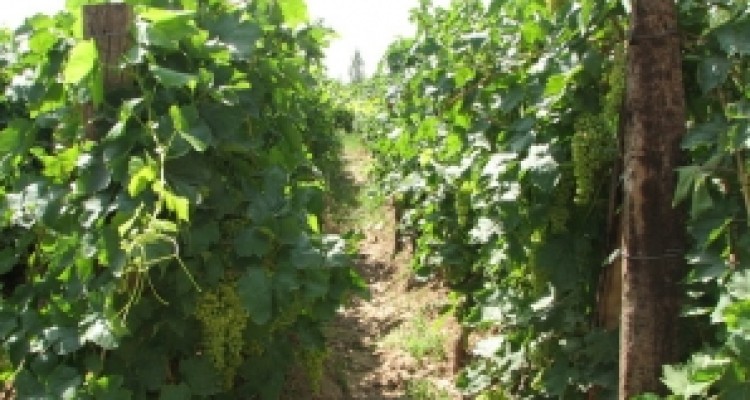 	افتتاح چند طرح کشاورزی همزمان با دهه فجر در استان کرمانشاه 