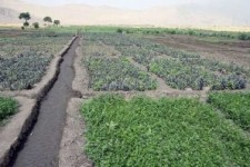 	امحای ۱۸۰ هکتار سبزی کاری آلوده در کرمانشاه 