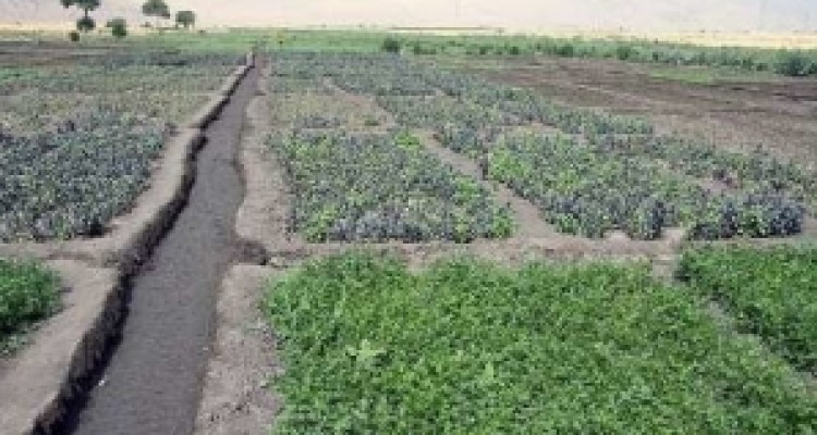 	امحای ۱۸۰ هکتار سبزی کاری آلوده در کرمانشاه 