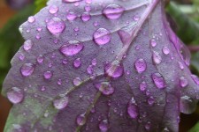  خواص ریحان در طب سنتی 