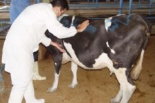 	قرنطینه دام‌های مبتلا به تب برفکی در استان کرمانشاه انجام می‌شود 