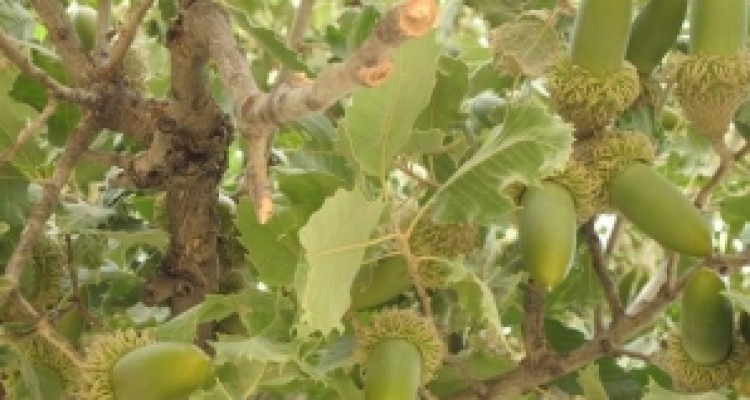 	اولین باغ بلوط کرمانشاه افتتاح می شود/ توزیع ۱۰ هزار اصله نهال 