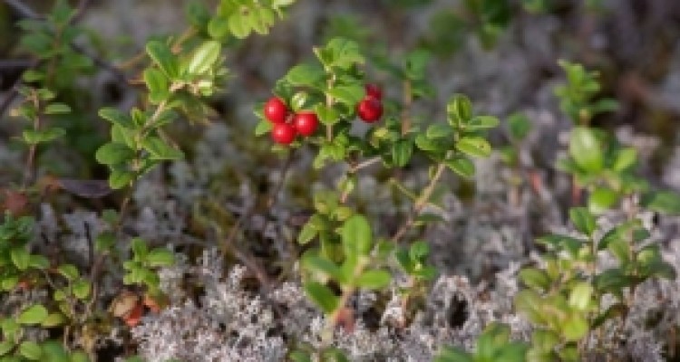	لزوم مشارکت مردمی در حفاظت از منابع طبیعی استان کرمانشاه 