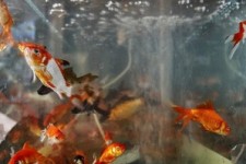  توصیه های بهداشتی دامپزشکی کرمانشاه برای خرید و نگهداری ماهی قرمز 