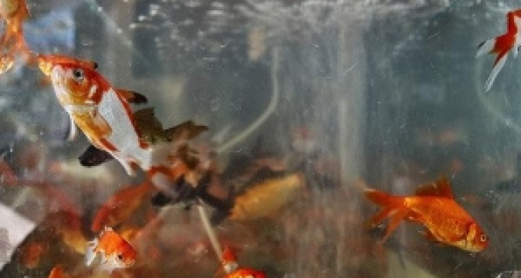  توصیه های بهداشتی دامپزشکی کرمانشاه برای خرید و نگهداری ماهی قرمز 