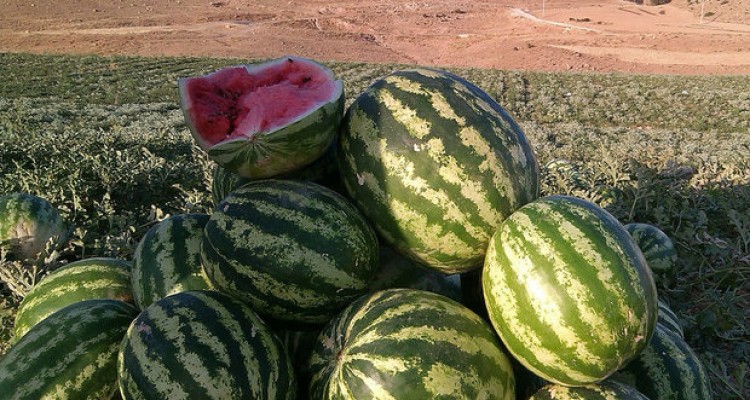 تخم هندوانه برای سلامت قلب مفید است