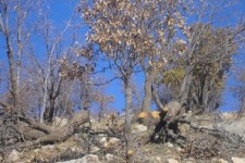 	یک چهارم جنگل های بلوط در کرمانشاه دچار خشکیدگی هستند 