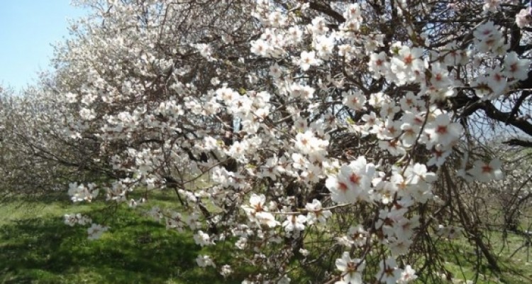 	خودنمایی شکوفه های بهاری در طبیعت شهرستان جوانرود 