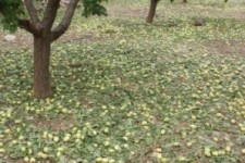 	اختصاص۶۰۰میلیاردبرای جبران خسارات وارده به باغات وزراعات کرمانشاه 