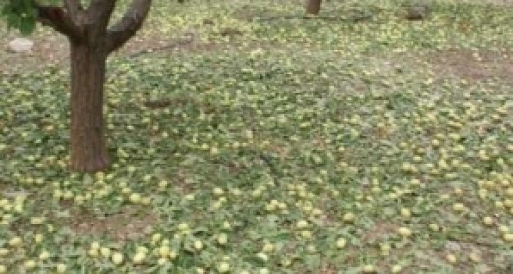 	اختصاص۶۰۰میلیاردبرای جبران خسارات وارده به باغات وزراعات کرمانشاه 