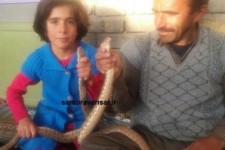 	اجاره نشینی مارها در خانه یک خانواده در روانسر/ وقتی حیوانات ترسناک اسباب بازی کودکان می شود + تصاویر 