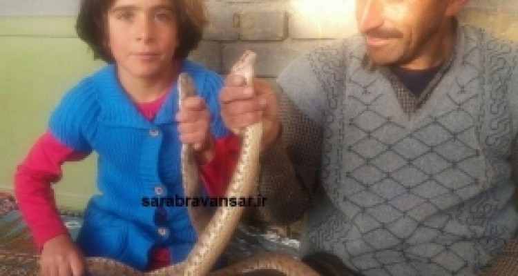 	اجاره نشینی مارها در خانه یک خانواده در روانسر/ وقتی حیوانات ترسناک اسباب بازی کودکان می شود + تصاویر 