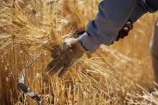	پیش بینی تولید ۸۵۰ هزار تن گندم در استان کرمانشاه 