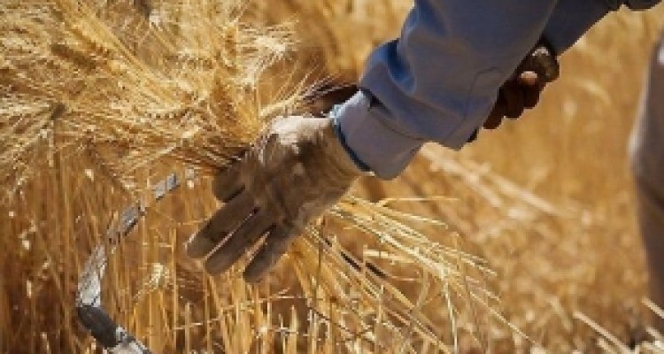 	پیش بینی تولید ۸۵۰ هزار تن گندم در استان کرمانشاه 