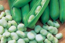 	آغاز برداشت محصول نوبرانه باقلا در سرپل ذهاب/ بیش از 7هزار تن باقلا از مزارع شهرستان برداشت خواهد شد 