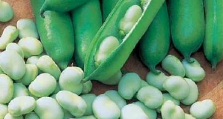 	آغاز برداشت محصول نوبرانه باقلا در سرپل ذهاب/ بیش از 7هزار تن باقلا از مزارع شهرستان برداشت خواهد شد 