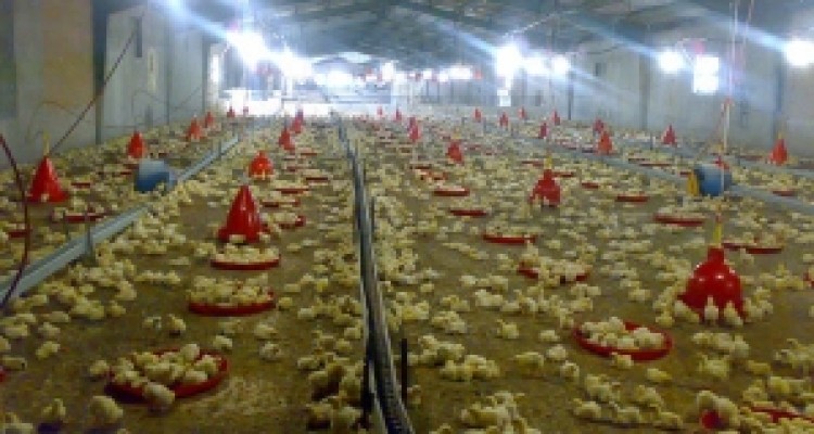 	جوجه ریزی ۱۹ میلیون قطعه مرغ گوشتی در مرغداری های کرمانشاه 