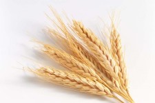 	خریدگندم درکرمانشاه از۲۵اردیبهشت/ نرخ خریدگندم۱۲۷۰ تومان تعیین شد 