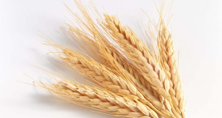 	خریدگندم درکرمانشاه از۲۵اردیبهشت/ نرخ خریدگندم۱۲۷۰ تومان تعیین شد 