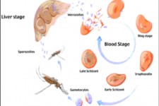 	موردی از ابتلا به مالاریا در کرمانشاه دیده نشده است 