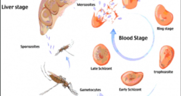 	موردی از ابتلا به مالاریا در کرمانشاه دیده نشده است 