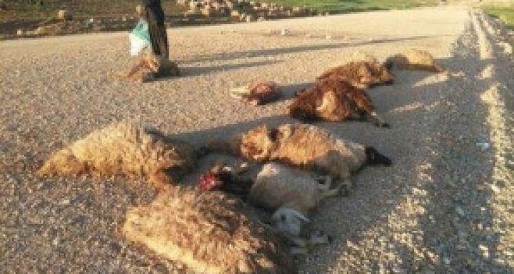 	حمله گرگ های گرسنه به گله گوسفندان عشایر/ ۱۸ راس دام تلف شدند 