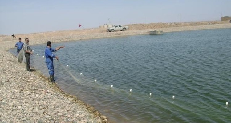 	وقتی اقتصاد مقاومتی درون آب معنا می شود/ تجهیز سلاح اقتصاد با کمک ماهی های گرمابی در قصرشیرین 