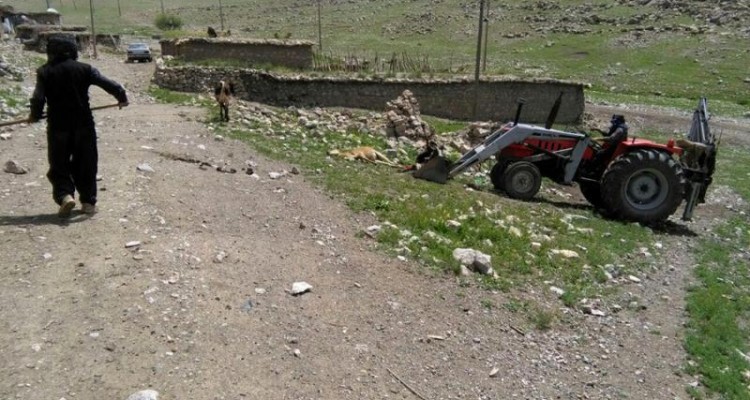 شیوع بیماری تب برفکی درروستای کوری زاغه دینور باعث مرگ صدها رأس گاو و گوسفند  شد+ تصویر
