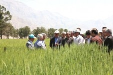 	عرضه بذرهای جدید کشت دیم استان کرمانشاه را متحول می کند 