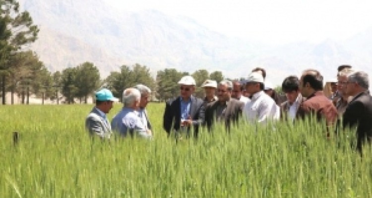 	عرضه بذرهای جدید کشت دیم استان کرمانشاه را متحول می کند 