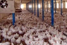 	شهروندان مرغ مورد نیاز خود را از مراکز معتبر و مجاز تهیه کنند 