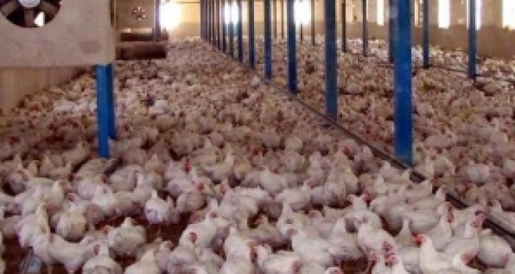 	شهروندان مرغ مورد نیاز خود را از مراکز معتبر و مجاز تهیه کنند 