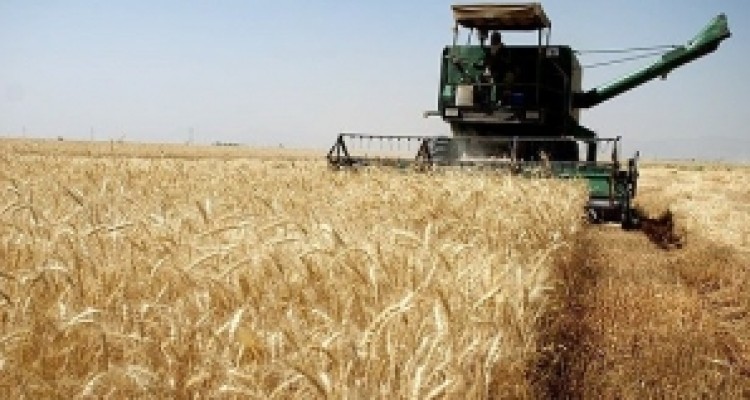	۲۵ هزار تن گندم تضمینی از کشاورزان کرمانشاهی خریداری شده است 