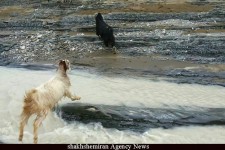 	دنیای زیبای حیوانات در طبیعت بکر ثلاث باباجانی 