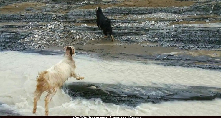 	دنیای زیبای حیوانات در طبیعت بکر ثلاث باباجانی 