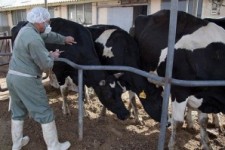 	واکسیناسیون کل جمعیت دامی استان کرمانشاه علیه بیماری «لمپی اسکین» 