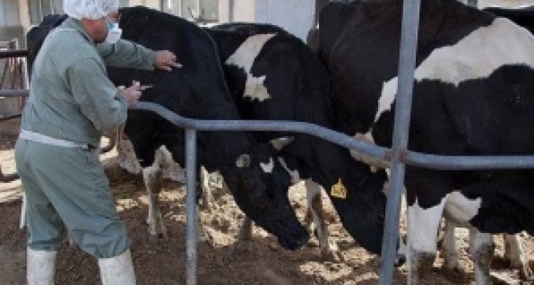 	واکسیناسیون کل جمعیت دامی استان کرمانشاه علیه بیماری «لمپی اسکین» 