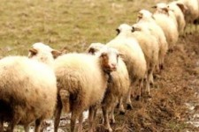 	صادرات ۴۰ هزار رأس دام زنده از استان کرمانشاه طی ۲ ماه گذشته 