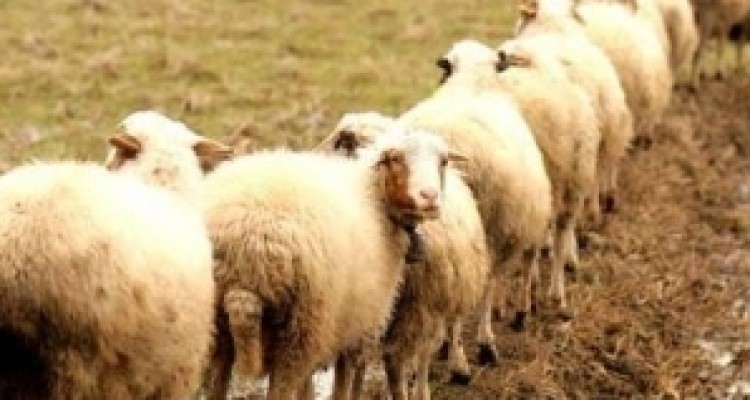 	صادرات ۴۰ هزار رأس دام زنده از استان کرمانشاه طی ۲ ماه گذشته 