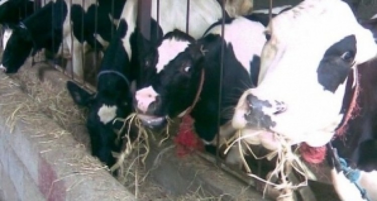 	احتمال شیوع بیماری تب کریمه در کرمانشاه با آغاز فصل گرما 