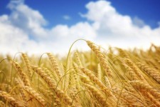 	پیش بینی تولید ۵۰۰ هزارتن جو در کرمانشاه/ ۳۶ مرکز خرید فعال است 