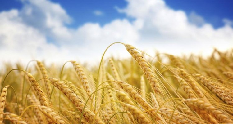 	پیش بینی تولید ۵۰۰ هزارتن جو در کرمانشاه/ ۳۶ مرکز خرید فعال است 