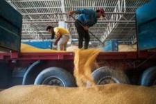 	خرید ۱۴۶ هزار تن گندم در کرمانشاه/ مشکلی در تحویل گندم وجود ندارد 