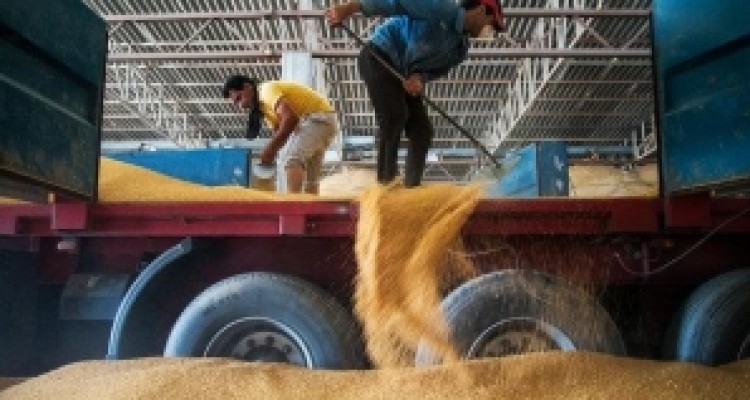 	خرید ۱۴۶ هزار تن گندم در کرمانشاه/ مشکلی در تحویل گندم وجود ندارد 