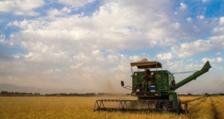 	پیش بینی افزایش ۲ برابری برداشت گندم در استان کرمانشاه 