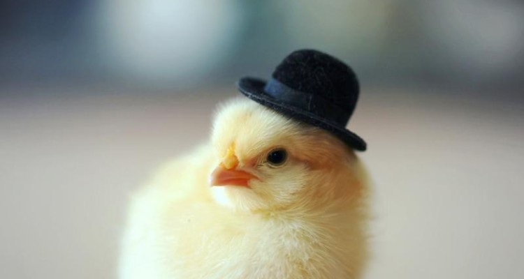 	۳.۹میلیون قطعه جوجه ریزی درکرمانشاه انجام شد/شناسایی۹کانون بیماری 