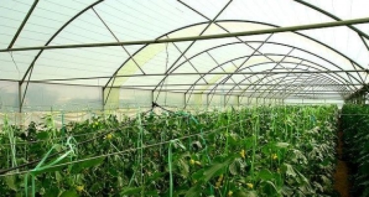 	ضرورت تقویت کشت گلخانه ای در کرمانشاه/ یک اولویت فراموش شده 